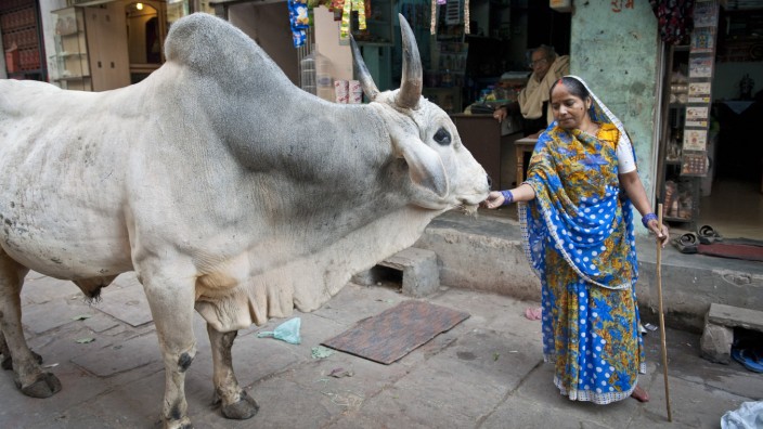 Kühe in Indien