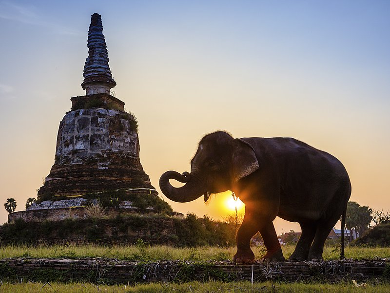 Elefant und Steine